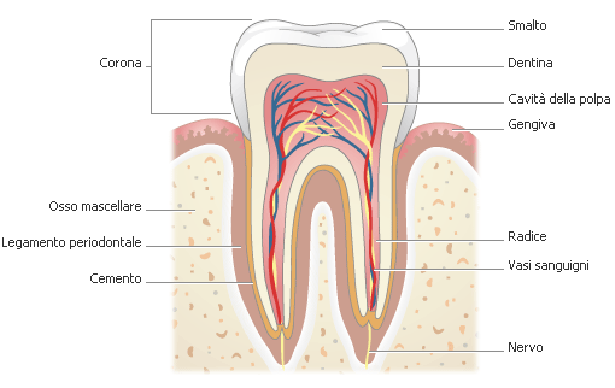 struttura del dente